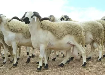 الحكومة تكشف عدد الأغنام الموجهة لعيد الأضحى