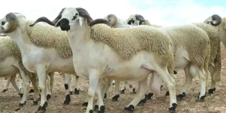الحكومة تكشف عدد الأغنام الموجهة لعيد الأضحى