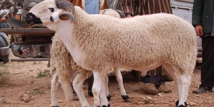 هذا هو موعد حلول عيد الأضحى وعدد أيام العطلة