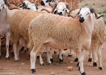 هذا هو عدد استيراد الأضاحي