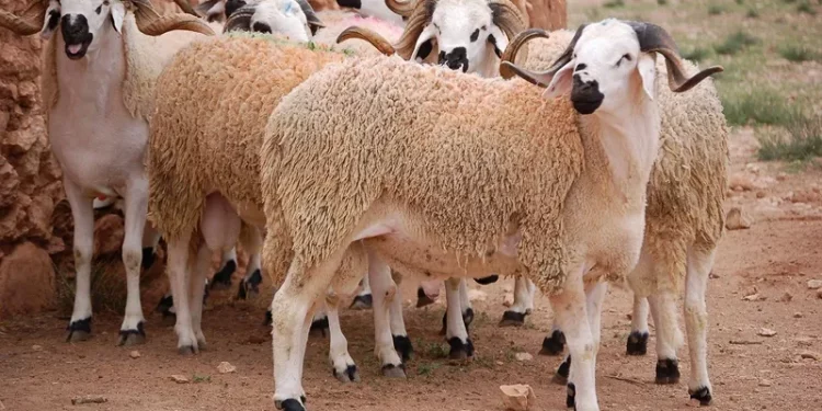 هذا هو عدد استيراد الأضاحي