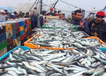 إستياء المواطنين بعد الإرتفاع في أسعار السردين