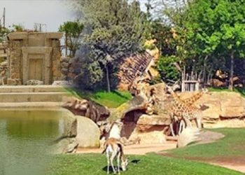 جديد مشروع حديقة الحيوانات عين السبع