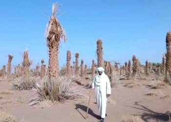 وزير الفلاحة مدعو للإجابة عن تساؤل برلماني يهم حماية واحات النخيل بدرعة من الاندثار