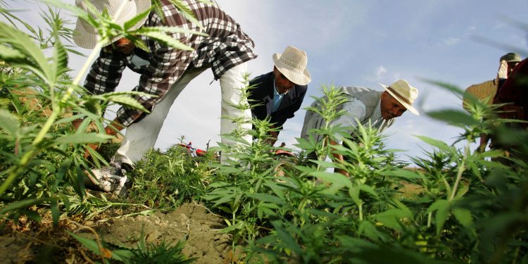 مدير الوكالة الوطنية لتقنين القنب الهندي: “العفو الملكي سيمكن من انخراط مكثف للمزارعين في مسار التقنين”