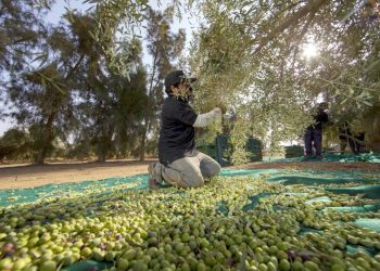 أشجار الزيتون الجافة تؤكد على إنتاجية ضعيفة