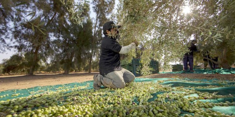 أشجار الزيتون الجافة تؤكد على إنتاجية ضعيفة