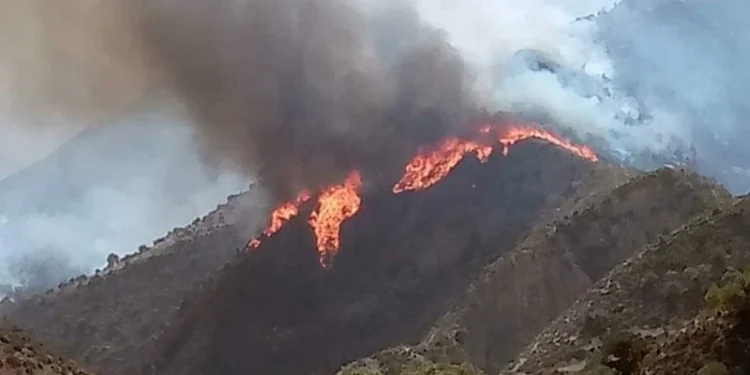 حريق بتازة يلتهم مساحة مهمة من الغطاء الغابوي
