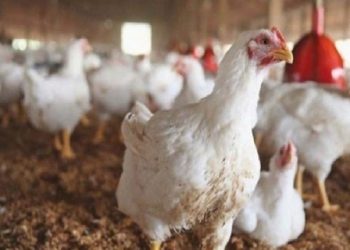 مغاربة يطلقون حملة لمقاطعة استهلاك الدجاج