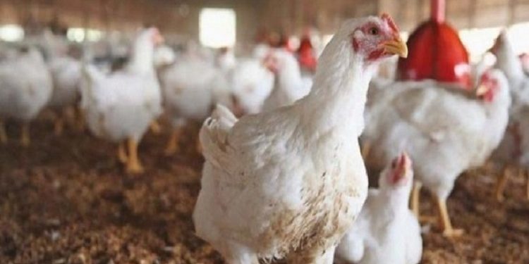 مغاربة يطلقون حملة لمقاطعة استهلاك الدجاج