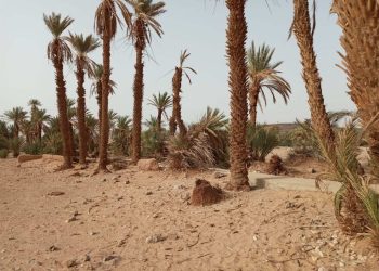 أوزين يراسل الصديقي وزير الفلاحة بسبب الواحات والحرائق