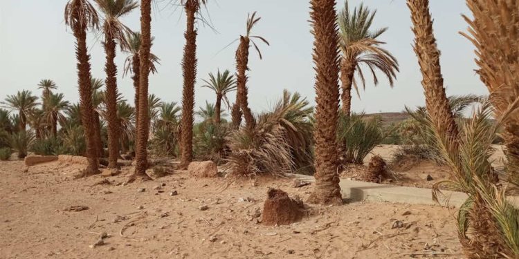 أوزين يراسل الصديقي وزير الفلاحة بسبب الواحات والحرائق