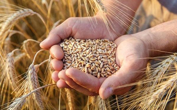 المكتب الوطني المهني للحبوب والقطاني يصدر بلاغا جديدا