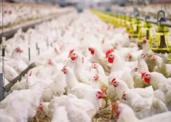 إرتفاع أسعار الدواجن يؤرق بال المواطنين