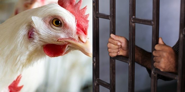 توقيف 4 أشخاص متلبسين بسرقة الدواجن