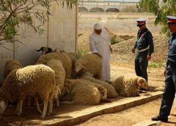 سرقة قطيع ماعز يرسل إماما للسجن