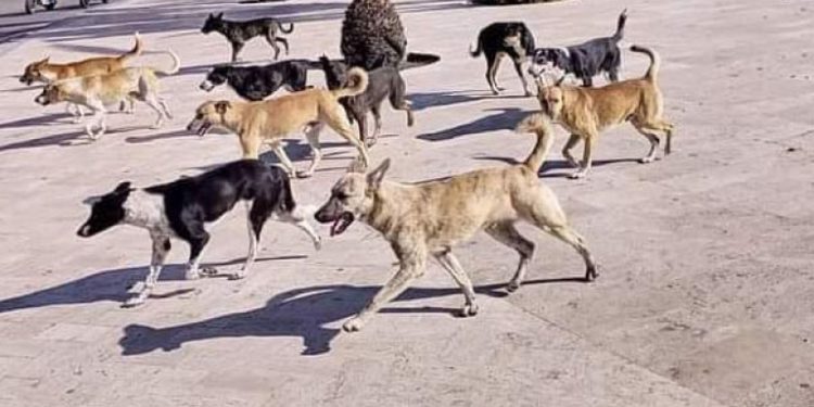 بسبب عضة الكلاب.. القضاء يغرم مجلس الرميلي 5 ملايين سنتيم