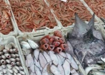 إرتفاع أسعار السمك يسائل الصديقي
