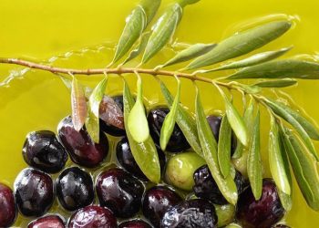 الغش في إنتاج زيت الزيتون بالمغرب يساءل وزير الفلاحة
