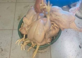 حجز كمية كبيرة من الدجاج الفاسد داخل مذ_بح سري