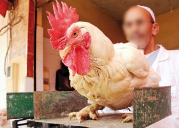 برلماني يلمح لوجود تواطؤات بخصوص أسعار الدواجن بالمغرب