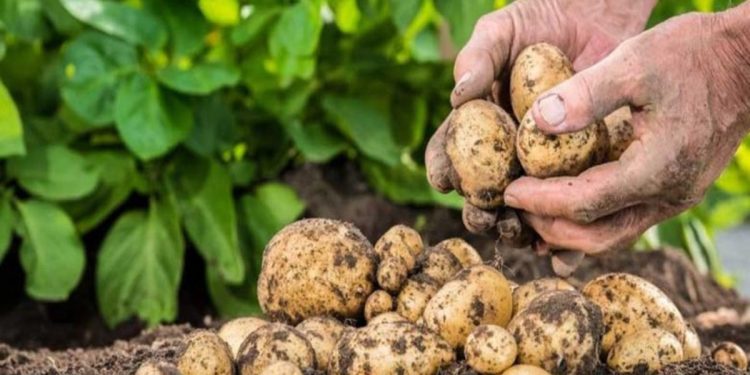 برلماني يدعو وزير الفلاحة إلى محاربة الاحتكار في مجال بذور البطاطس