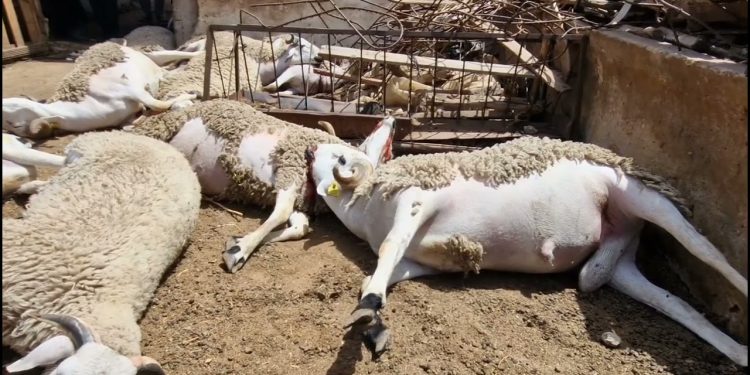 نفوق أزيد من 20 رأسا من الأغنام نواحي جرسيف