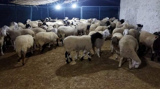 سرقة رؤوس من الغنم تستنفر الدرك بإقليم قلعة السراغنة