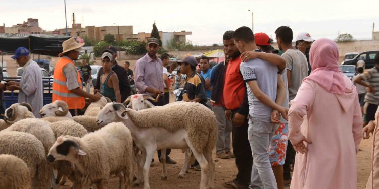 دعم وحماية الفلاحين مربي الماشية الصغار على طاولة وزير الفلاحة