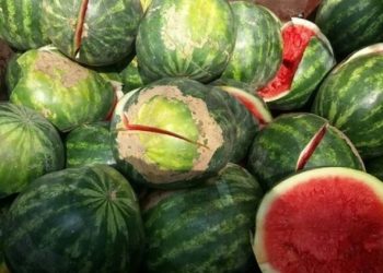 حجز وإتلاف 35 طناً من البطيخ الفاسد في العيون