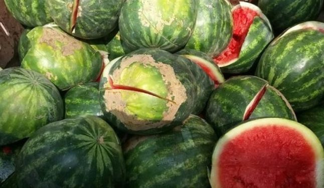 حجز وإتلاف 35 طناً من البطيخ الفاسد في العيون