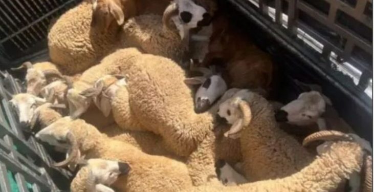 الدرك  يوقف عصابة “الفراقشية” في بنجرير