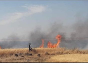 النيرا_ن تلتهم حقلا زراعيا في الخميسات