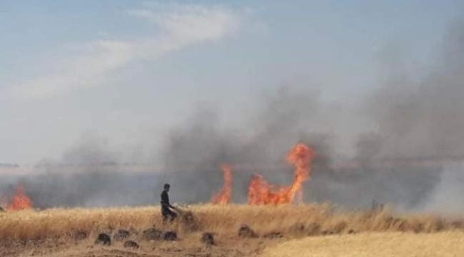 النيرا_ن تلتهم حقلا زراعيا في الخميسات