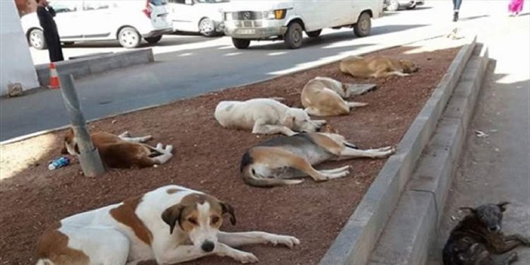 ظاهرة الكلاب الضالة بالقنيطرة تحت مجهر البرلمان