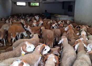إرتفاع القطيع الوطني للماشية إلى 32.8 مليون رأس