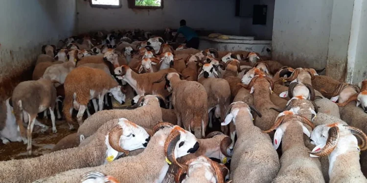 إرتفاع القطيع الوطني للماشية إلى 32.8 مليون رأس