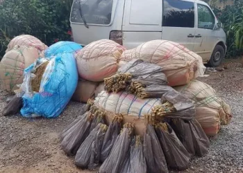 الدرك الملكي يحبط عملية ت_هريب 250 كيلوغراماً من الكي_ف بأيت باها