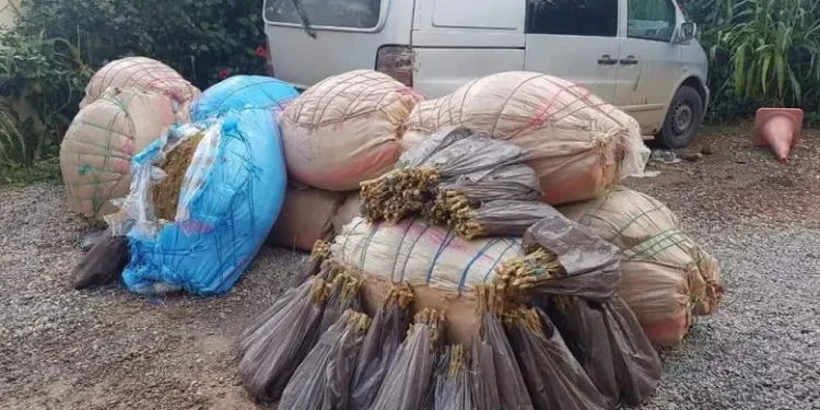 الدرك الملكي يحبط عملية ت_هريب 250 كيلوغراماً من الكي_ف بأيت باها