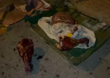 العثور على عظام يُرجح أنها لحمار بالحي الحسني بالدار البيضاء