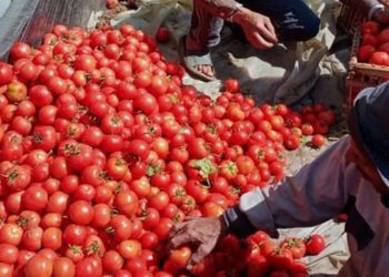 ارتفاع ملحوظ في صادرات الطماطم المغربية نحو الأسواق العالمية