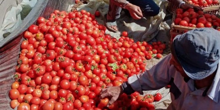 ارتفاع ملحوظ في صادرات الطماطم المغربية نحو الأسواق العالمية