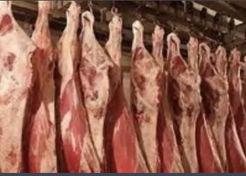 “المغرب يزيد وارداته من لحوم البقر البرازيلية وسط نمو قياسي لصادرات البرازيل العالمية”