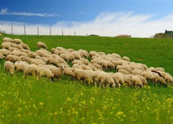 أمطار الخير تعيد الحياة لمراعي الدار البيضاء-سطات وتخفف أعباء الأعلاف عن “الكسابة”