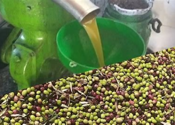 تراجع أسعار الزيتون يعيد الحيوية لوحدات التصبير