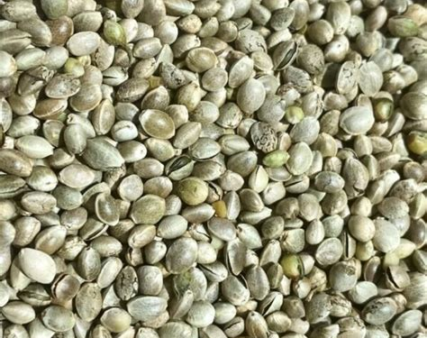 القنب البلدي يدخل أعلاف الدواجن… ابتكار علمي يرفع القيمة الغذائية للمنتجات الحيوانية