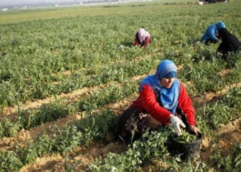 المجلس الاقتصادي يدعو إلى تعزيز المشاركة الاقتصادية للنساء في المغرب