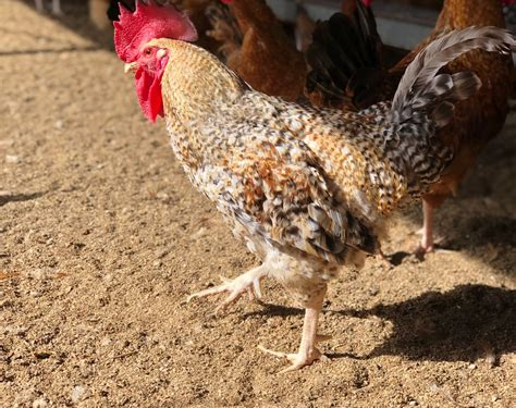 ارتفاع أسعار الدجاج مع اقتراب عيد الفطر