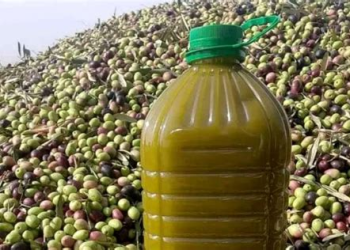 “تقلبات الطقس ونقص اليد العاملة تهدد إنتاج الزيتون بالمغرب”