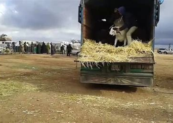 سرقة أزيد من 100 رأس غنم تستنفر الدرك الملكي بضواحي مراكش